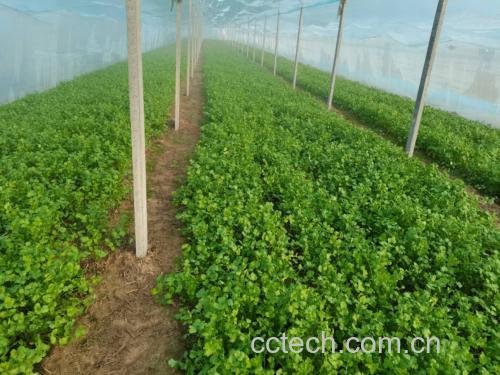 大叶香菜种植基地实景图