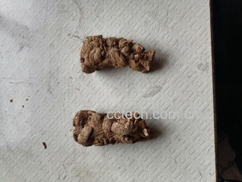 熟地黄与当归搭配使用的中药食材