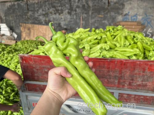 干豆腐与尖椒的食材对比图