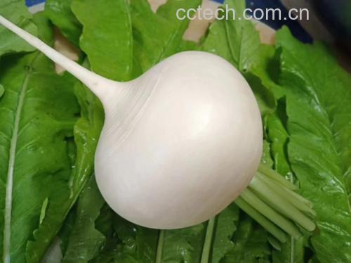 圆白菜炒菜成品图