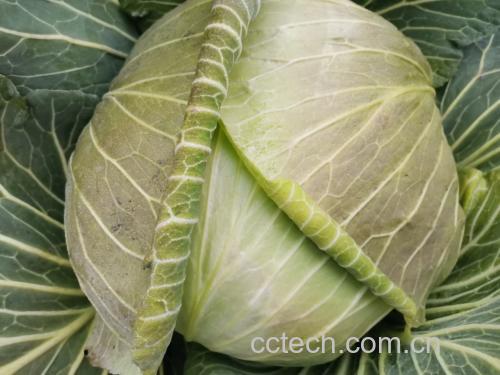 卷心菜与圆生菜对比图