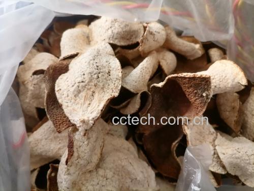 陈皮与浙贝母炖煮前的食材准备
