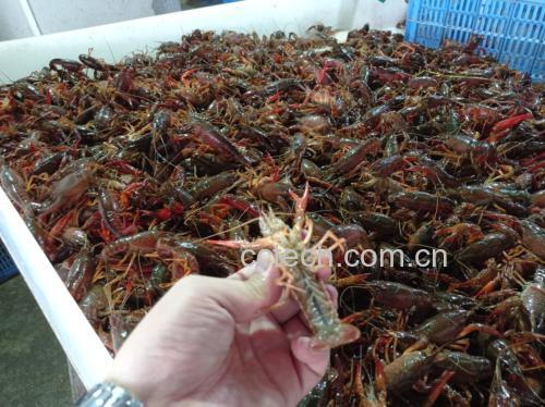 姜母海鲜锅图