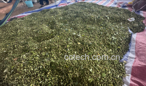 青提冰糖葫芦食材准备过程