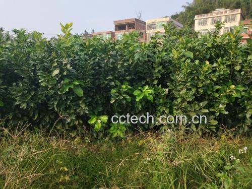 官溪蜜柚果园实景