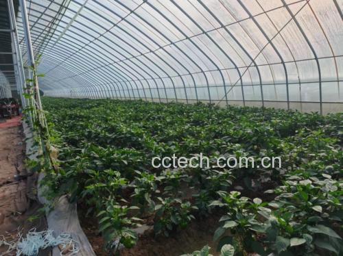 圆菜椒种植基地实景图