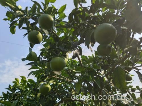 爱媛38号果实特写