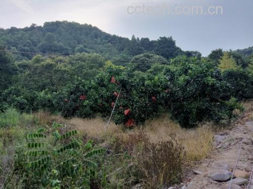 红心柚果园实景图