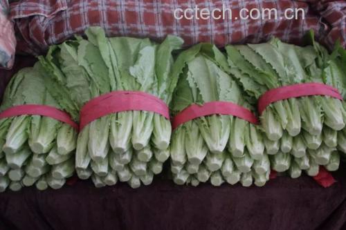 红菜苔在菜市场摊位上