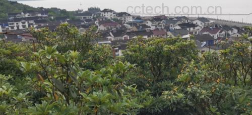 莆田枇杷白梨的挑选与储存方法图示