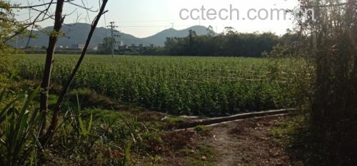 芸豆种植场景