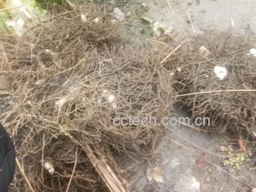 白芷与防风药材对照图