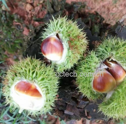栗子在冬天的市场摊位上堆成小山