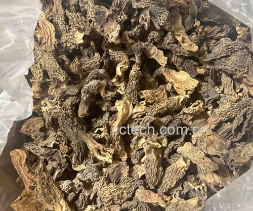 优质羊肚菌与劣质羊肚菌的对比图