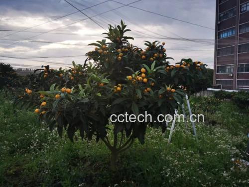 白玉枇杷采摘场景