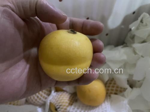 白玉枇杷与普通枇杷对比图