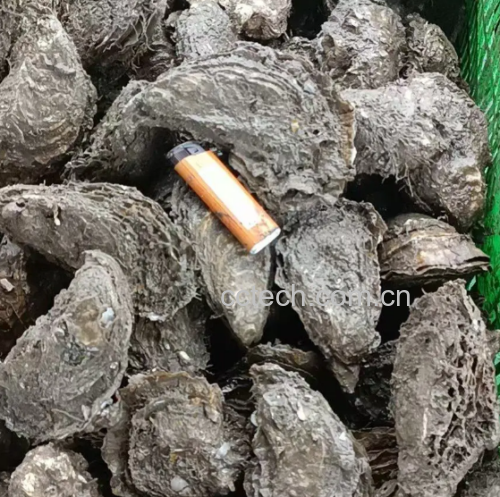阳江豆豉特写