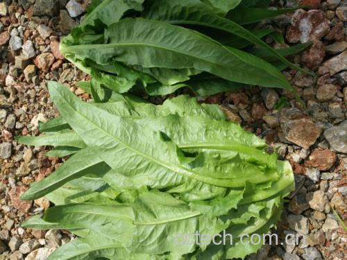 新鲜油麦菜与金边油麦菜对比图
