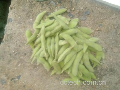 富含大豆磷脂的食品展示图