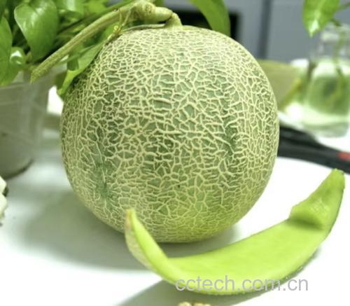 哈密瓜与狗肉的食用建议
