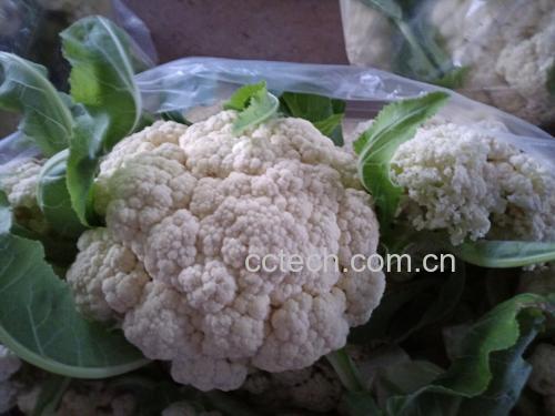西兰花在常温下存放不同天数的变化