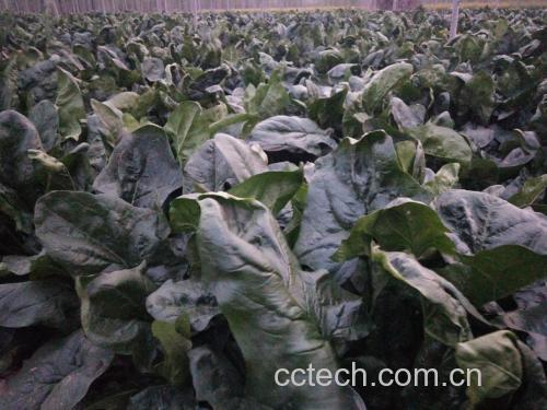菠菜种植场景图