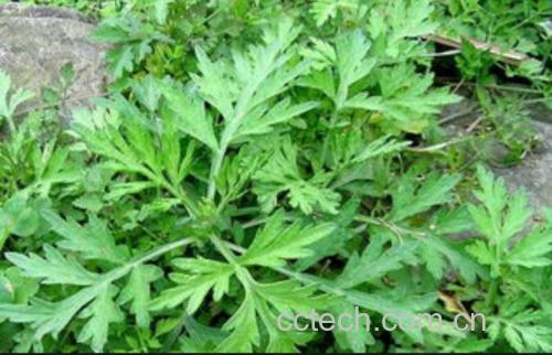 艾叶与花椒的植物形态展示