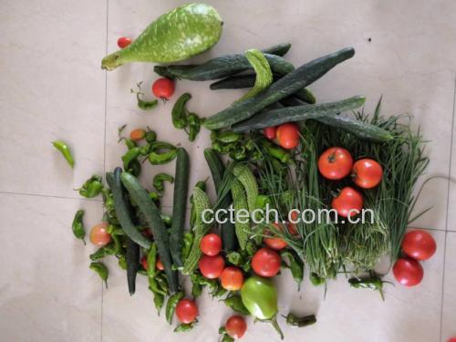生菜和苦菊的食材准备