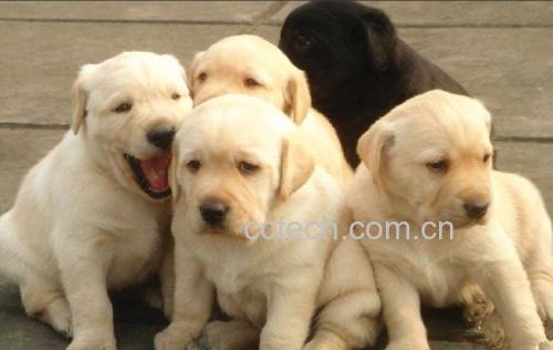 拉布拉多犬吃梨片段