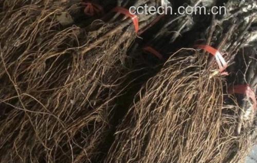 葡萄与口腔健康