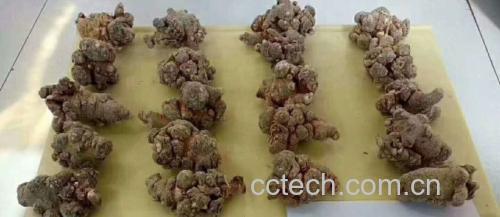 田七焯水过程图