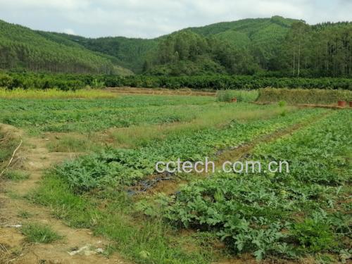 西瓜植株摘除头瓜操作示意图
