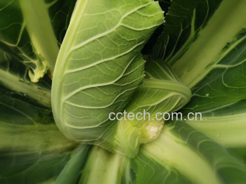 松花菜焯水过程