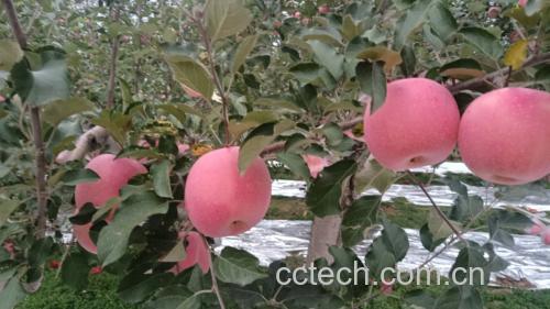 青苹果与红富士苹果摆盘图