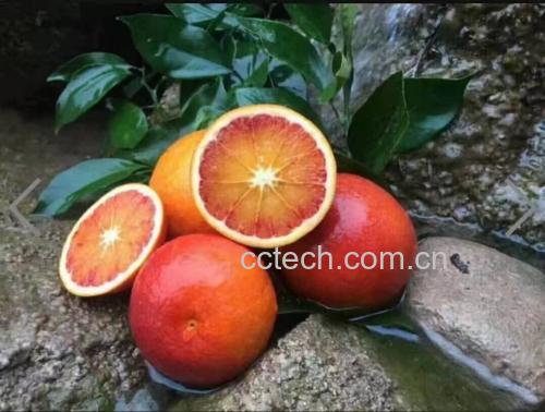 血橙制作的健康果汁饮品示意图