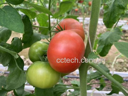 西瓜红食材与其他红色果蔬对比图