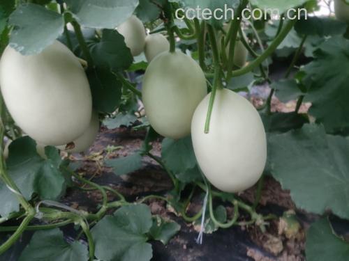 东方蜜甜瓜果园中成熟果实特写