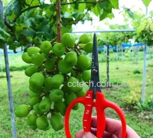 夏黑葡萄种植园光照管理示意图