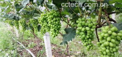 阳光玫瑰葡萄营养成分图示