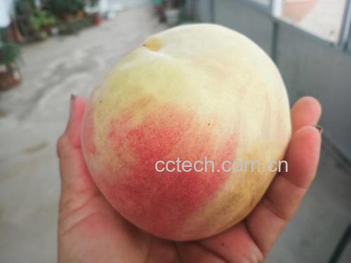 蜜桃与四季春茶叶的搭配