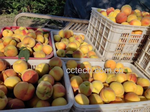 蜜桃乌龙茶成品