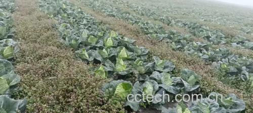 牛心甘蓝在超市货架上的展示