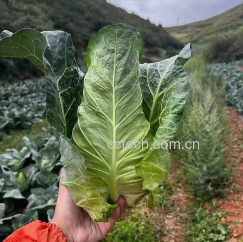 牛心甘蓝的烹饪场景
