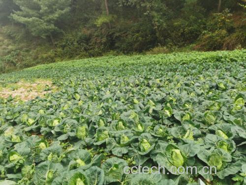 有机牛心甘蓝在农田中生长场景