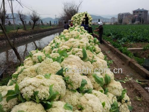 白扁豆花田种植图,农民正在采摘新鲜花朵