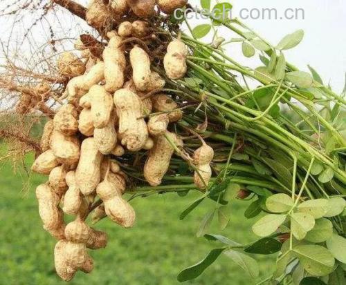 白扁豆植株与果实