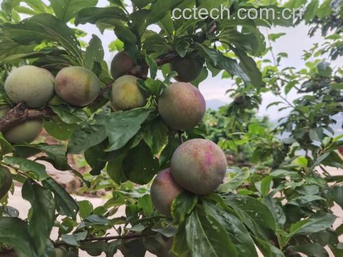 青脆李子挂满枝头