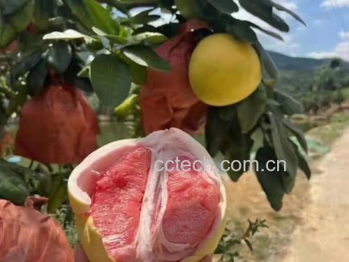 红肉蜜柚切面图