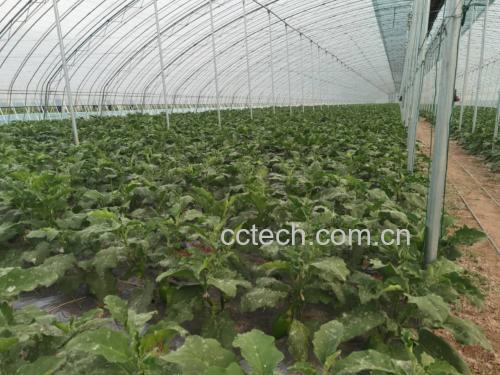 青茄子种植基地
