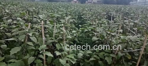 青茄品种对比图